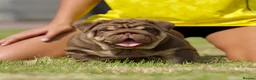 English Bulldog dogs for sale: EPIC BULLYZ PUPS - Advert 4