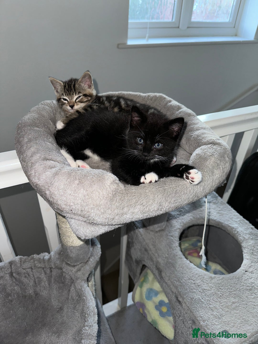 Mixed Breed cats for sale: 2 half tabby male kittens  - Advert 3