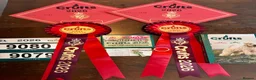 Whippet dogs for sale: Crufts winning parents - Advert 8