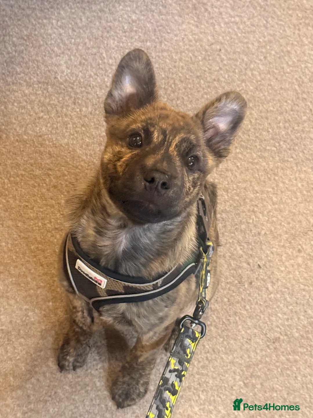 Mixed Breed dogs for sale: Beautiful 6month old puppy  - Advert 4