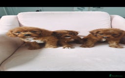 Cavapoo dogs for sale: Gorgeous Bright Red Cavapoos - Image 4