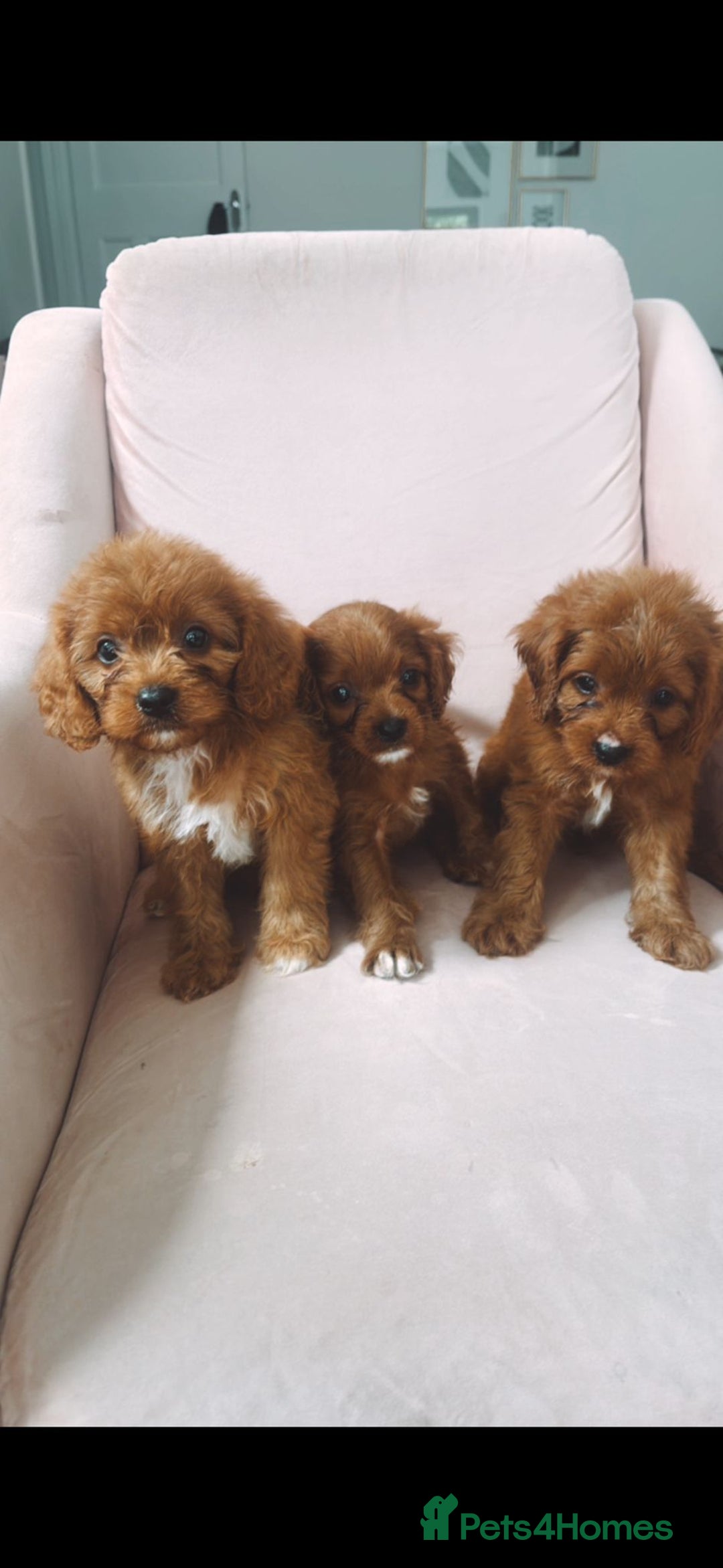 Cavapoo dogs for sale: Gorgeous Bright Red Cavapoos - Image 4