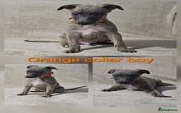 Whippet dogs for sale: Stunning litter of whippet puppies - Image 4
