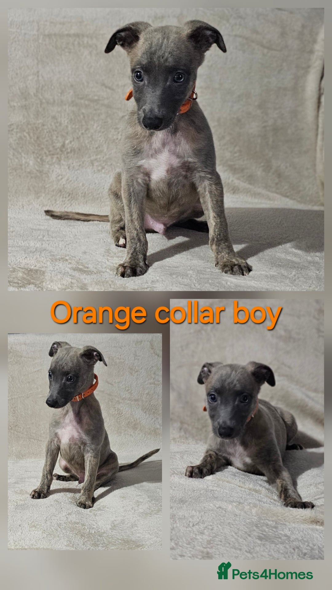Whippet dogs for sale: Stunning litter of whippet puppies - Image 4