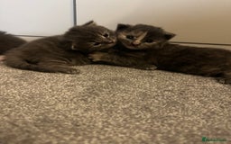 Maine Coon cats for sale: Beautiful mainecoon crosses - Advert 4