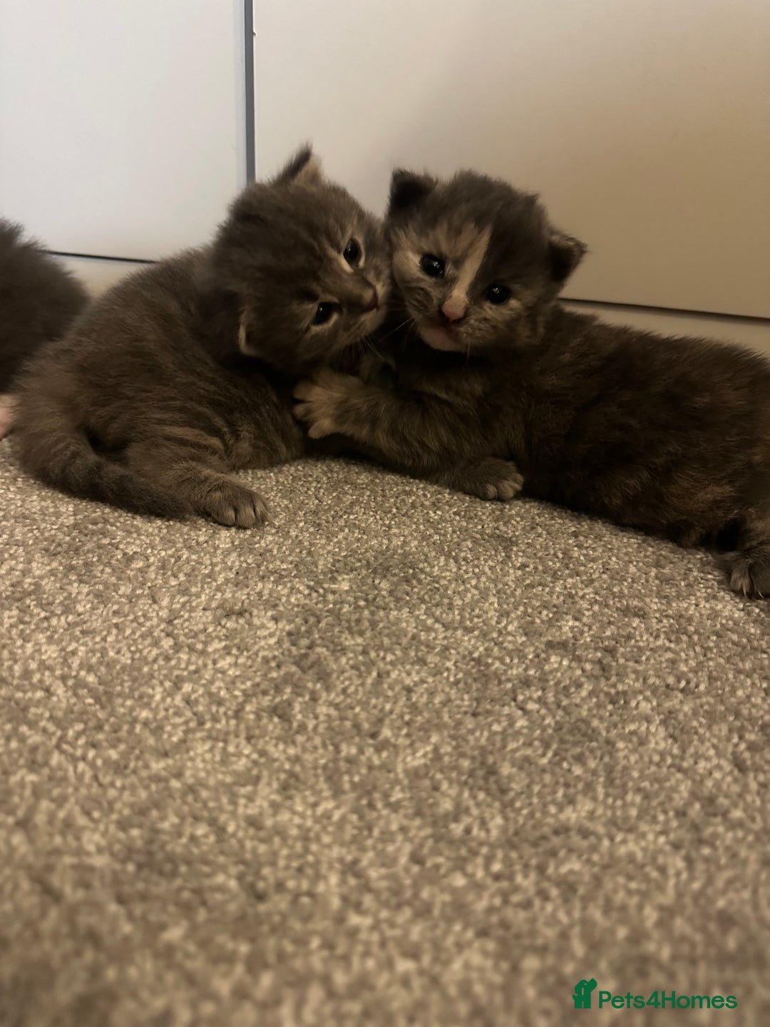 Maine Coon cats for sale: Beautiful mainecoon crosses - Advert 4