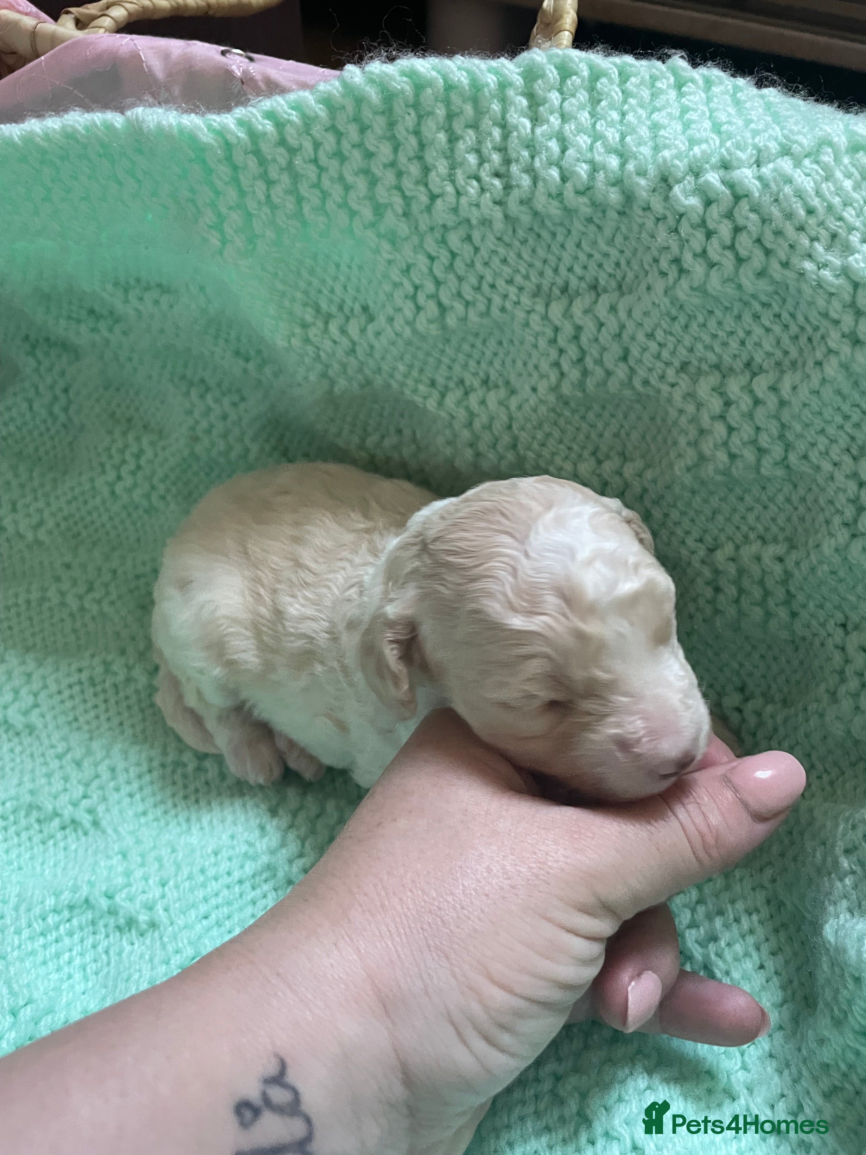 Mixed Breed dogs Toy poodles  - Advert 5