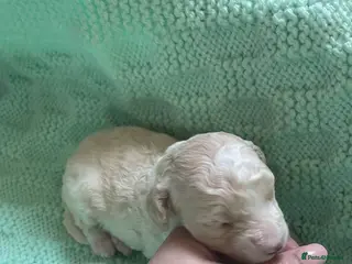 Mixed Breed dogs Toy poodles - Advert 5