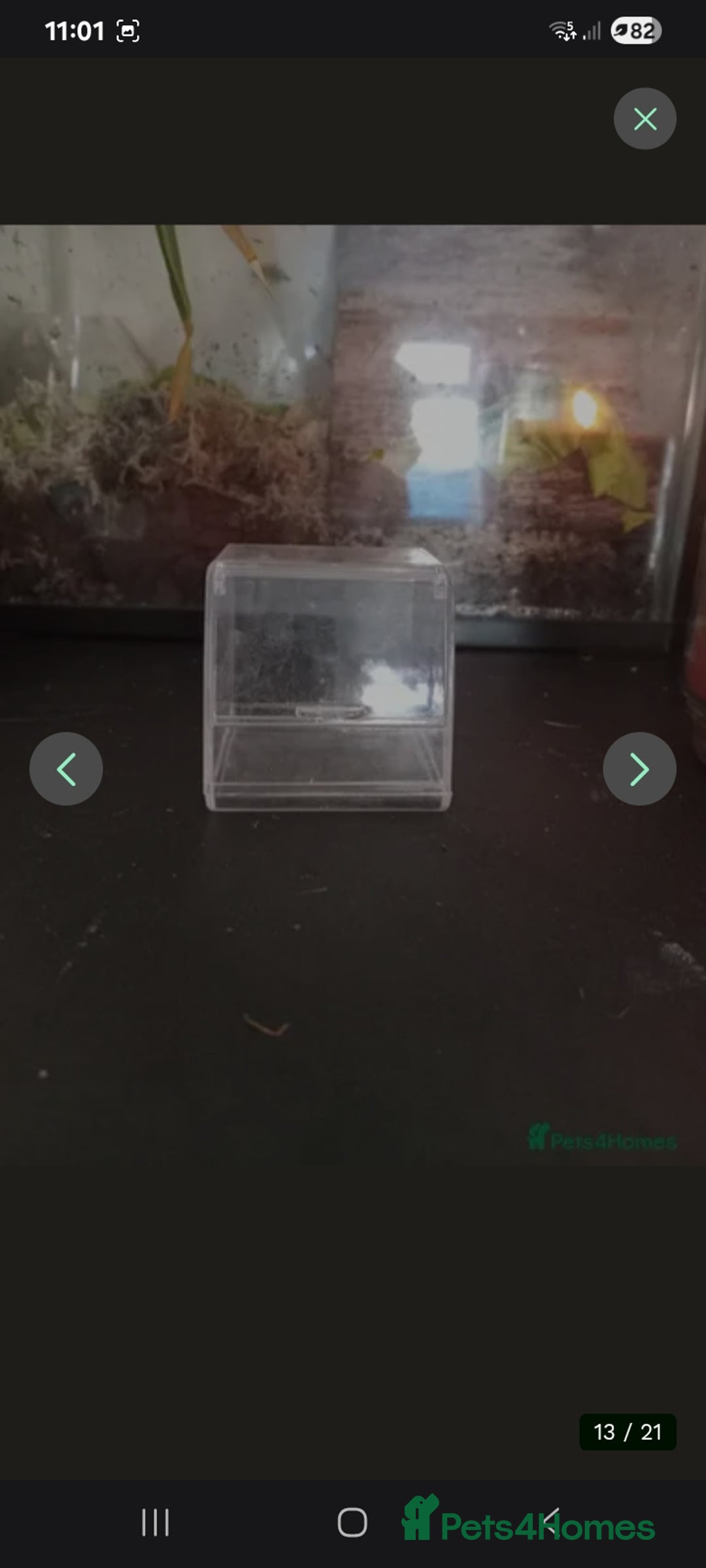 Snails invertebrates for sale: Baby giant African land snails Fulica  - Advert 16