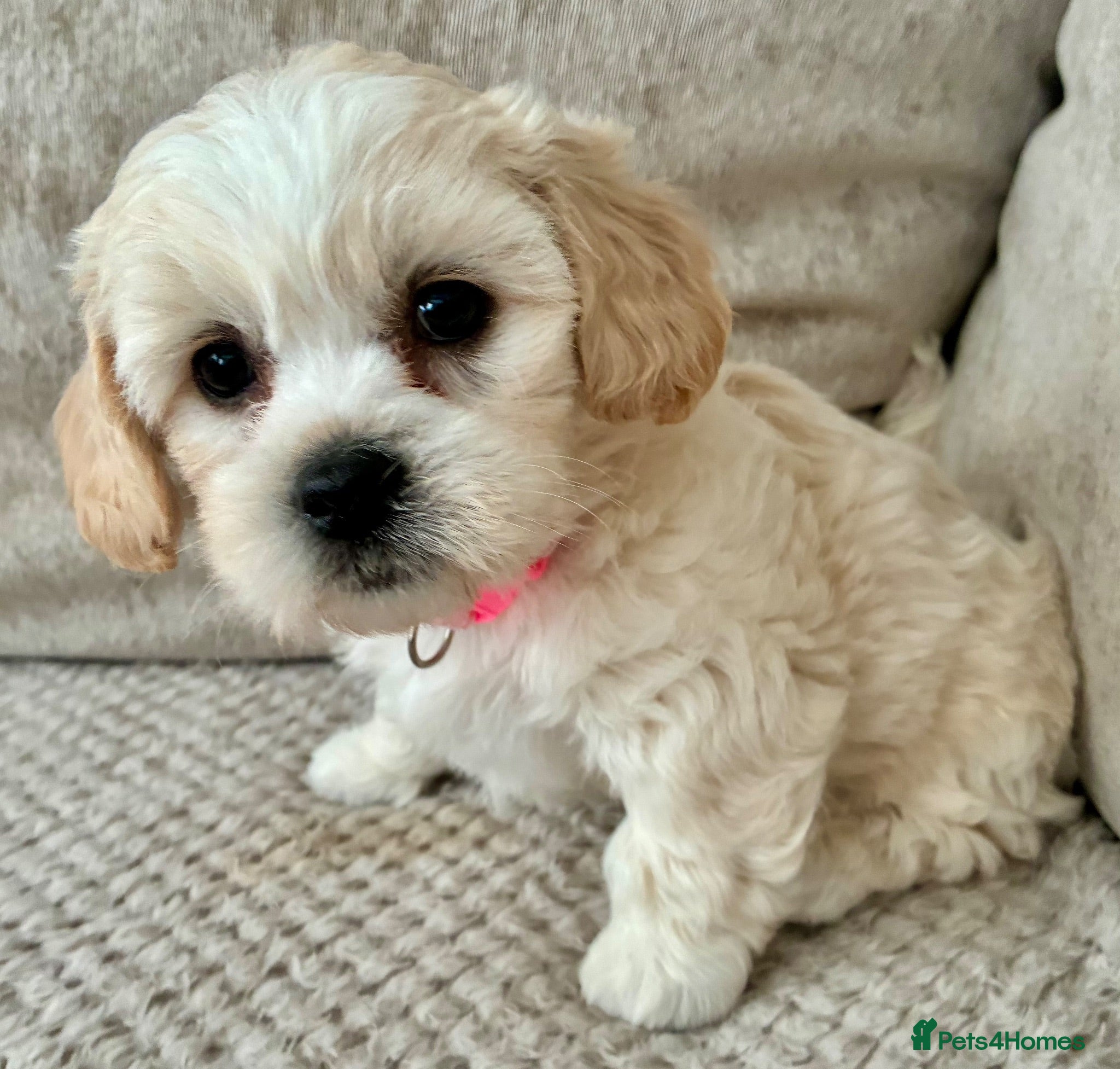 Mixed Breed dogs La chon  - Advert 1