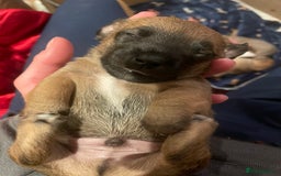 Jack Russell dogs for sale: Very smart Jack Russel puppies ♥️ - Image 9