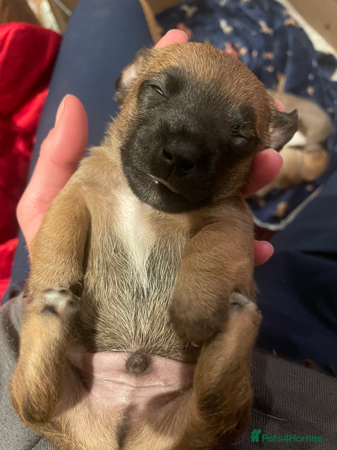 Jack Russell dogs for sale: Very smart Jack Russel puppies ♥️ - Image 9