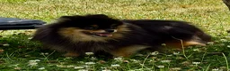 Pomeranian dogs for adoption: Olie – Female Miniature Pomeranian in Caterham - Advert 3