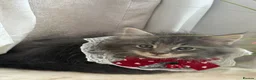 Maine Coon cats for sale: Maincoon Kittens ready to find new home  - Advert 5