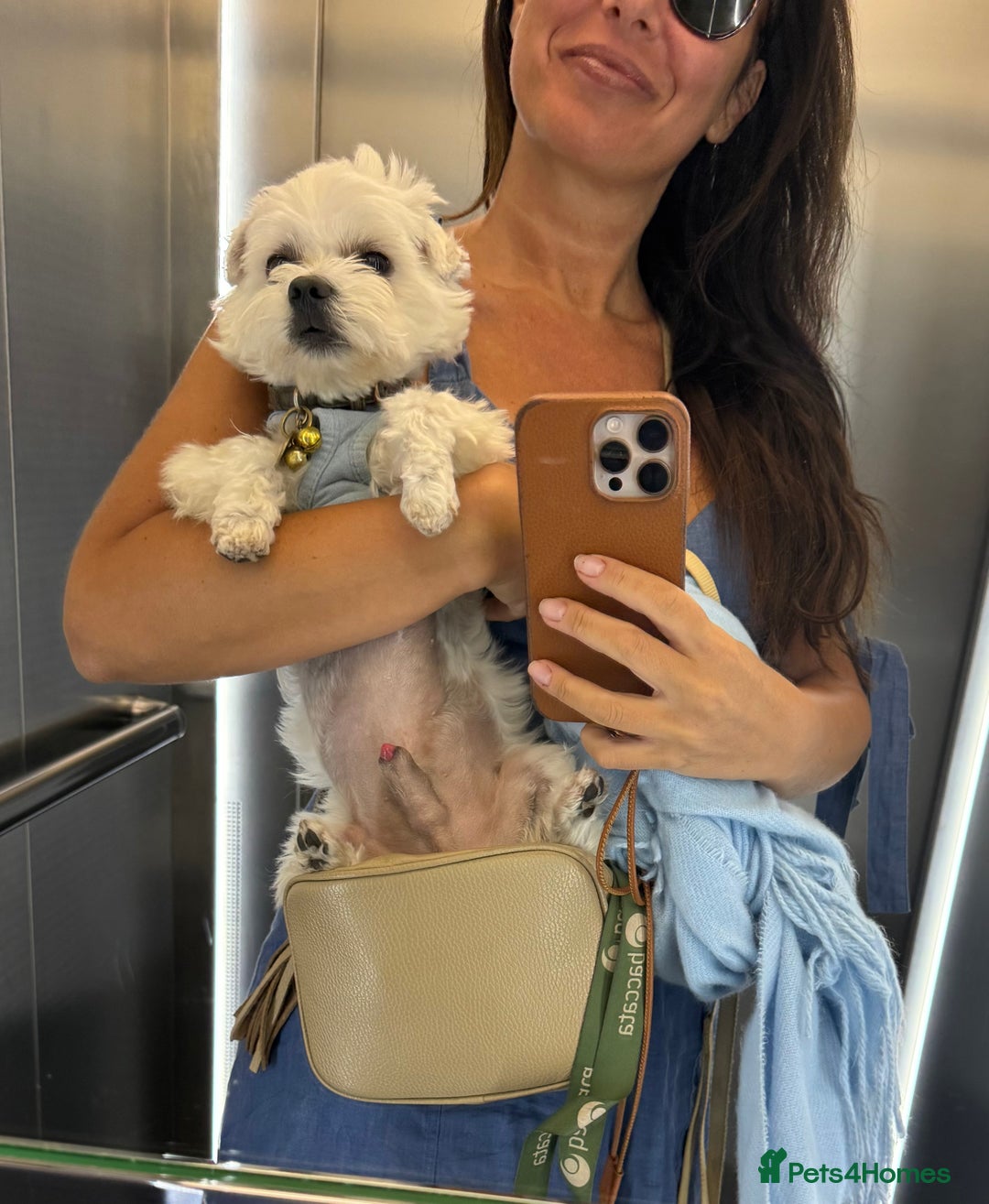 Maltese dogs for stud: LONDON Male for Breeding - STUD ❤️🐶  - Advert 5