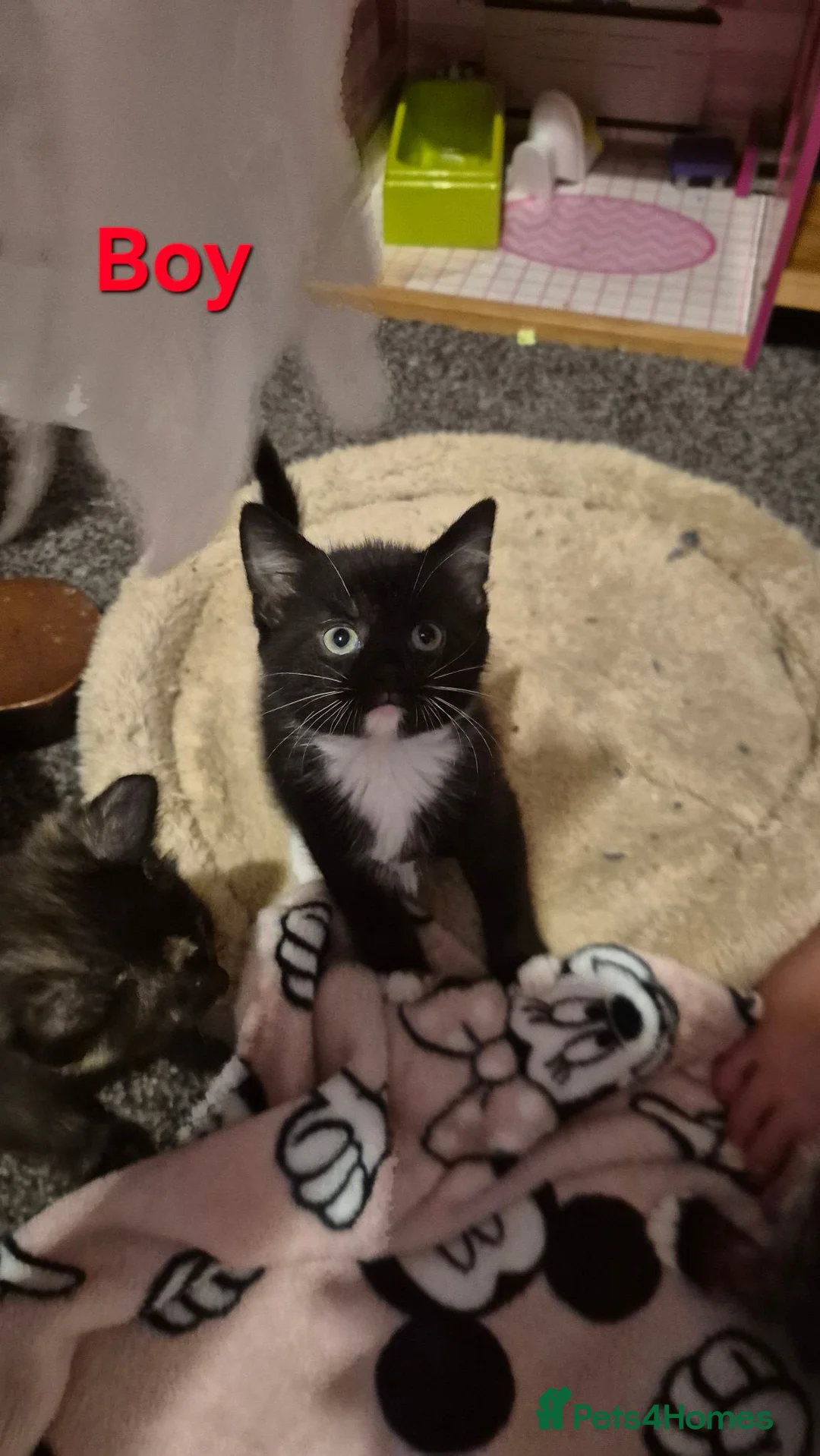 Mixed Breed cats for sale: Kittens - Advert 2