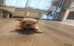 French Bulldog dogs for sale: Two French bulldogs  ** s - Image 11