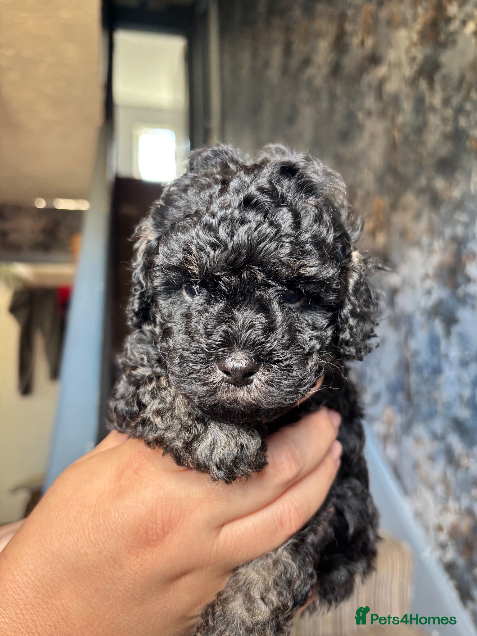 Cavapoo dogs Outstanding tiny Cavapoo puppies - Advert 9