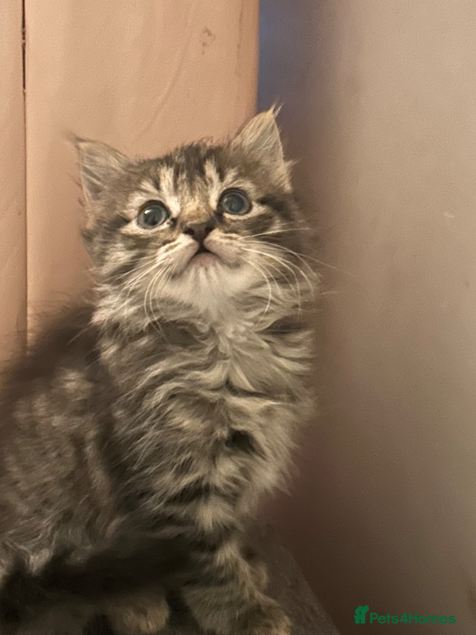 Ragdoll cats Ragdoll cross kitten (5 available) - Advert 2