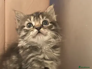 Ragdoll cats Ragdoll cross kitten (5 available) - Advert 2