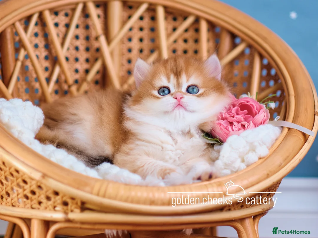 British Longhair cats for sale: British Longhair Golden Female - Advert 2