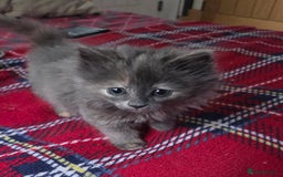 Nebelung cats for sale: Fluffy Nebelung mixed kittens for sale, last one - Advert 1