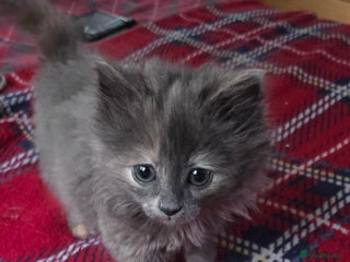 Nebelung cats for sale: Fluffy Nebelung mixed kittens for sale, last one - Advert 1