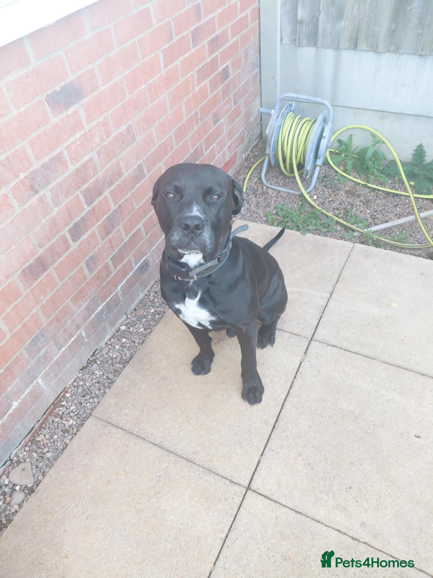 Mixed Breed dogs Zeus  - Advert 4