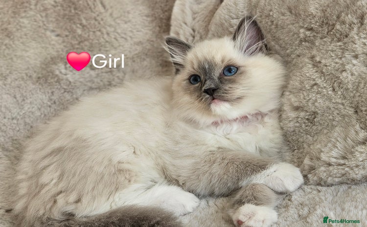 Ragdoll cats - Advert 11
