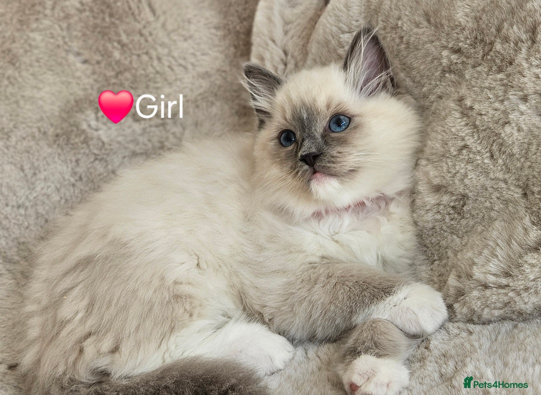 Dark Blue Point Ragdoll Blue Point Ragdoll Kittens For Sale Pets4Homes