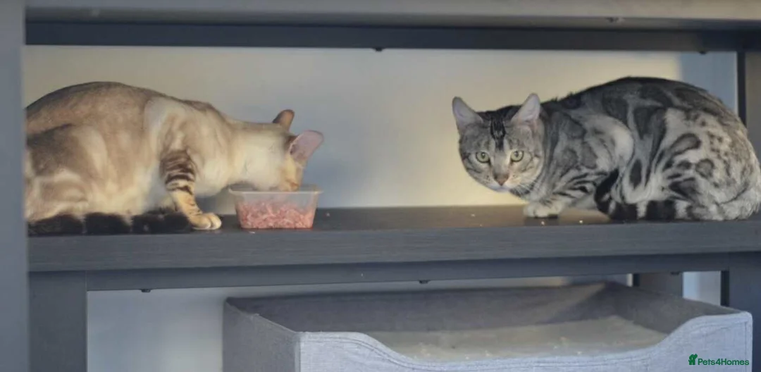 Bengal cats for sale: PHENOMENAL BENGAL KITS 🩷 2 FEMALES REMAINING 🩷 - Advert 5