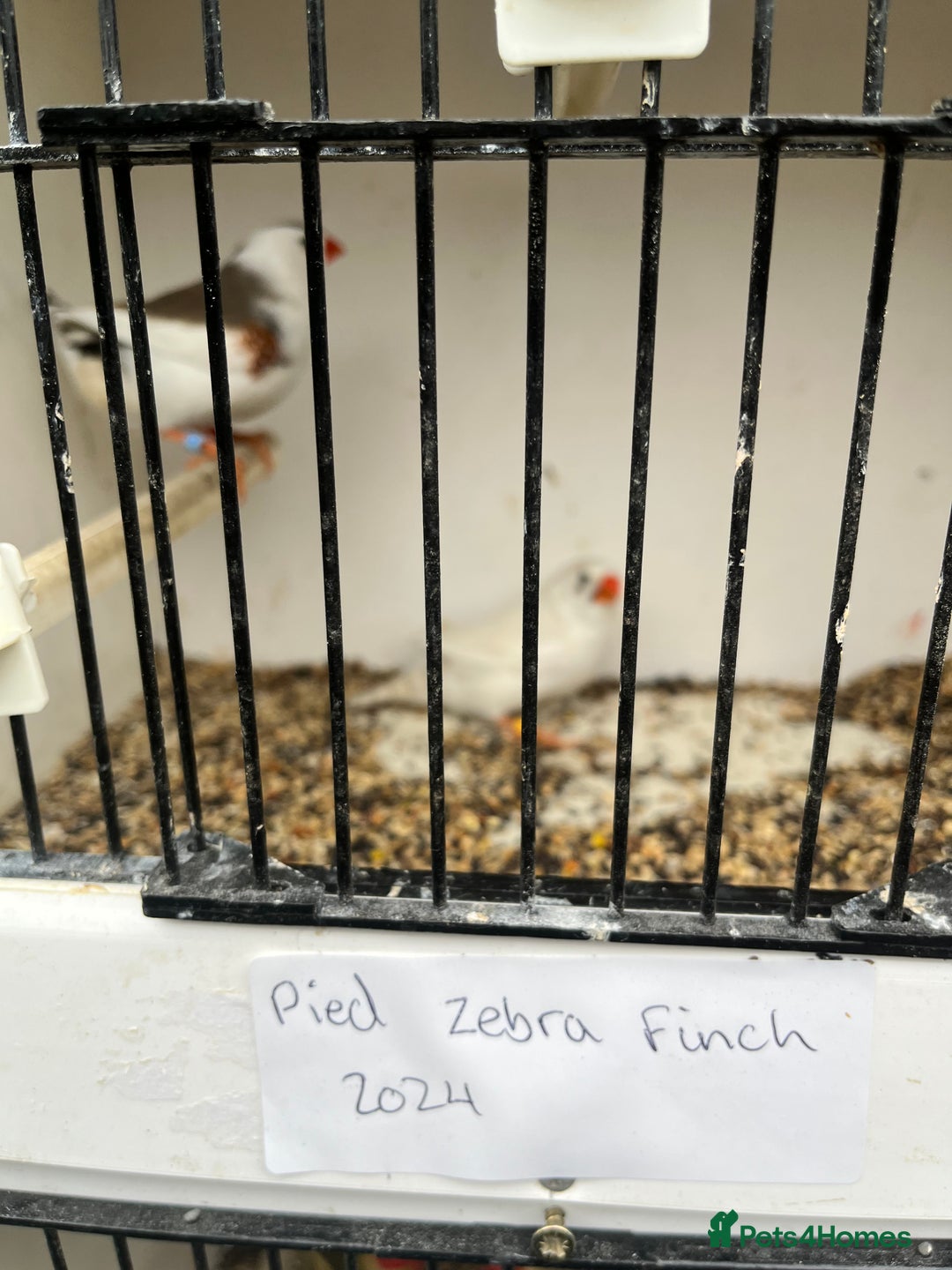 Finches birds for sale: Star zebra finch bengalese and canaries  - Image 15