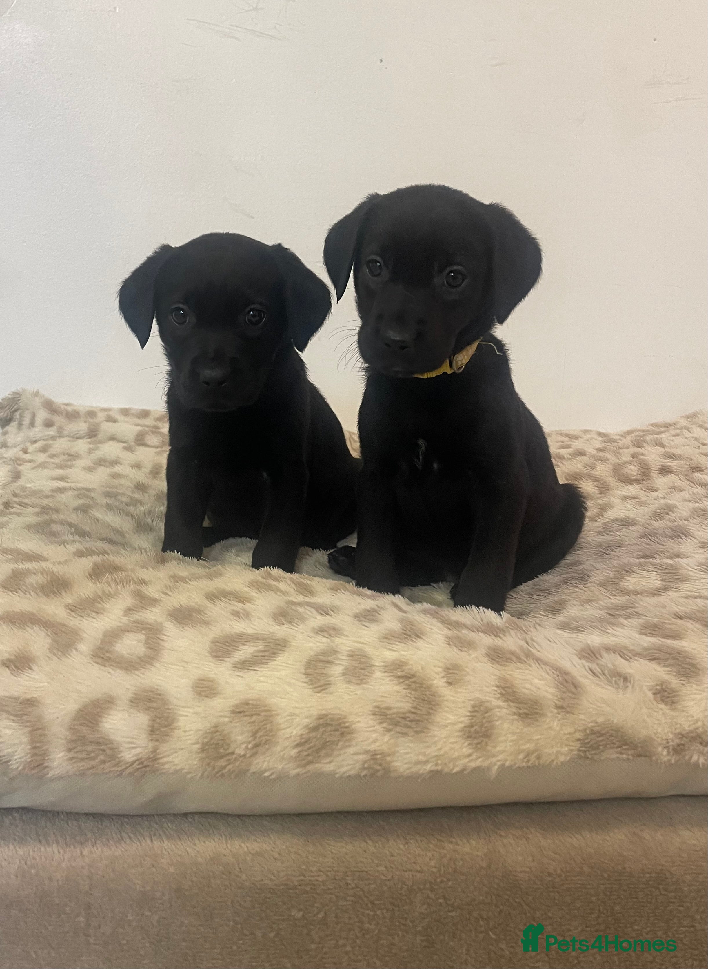Labrador Retriever dogs Beautiful Labrador puppy’s ready from 23/1 - Advert 2