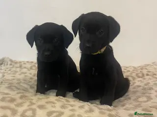 Labrador Retriever dogs Beautiful little 1 girl ready now - Advert 6