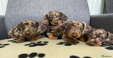 Dachshund dogs - Advert 7