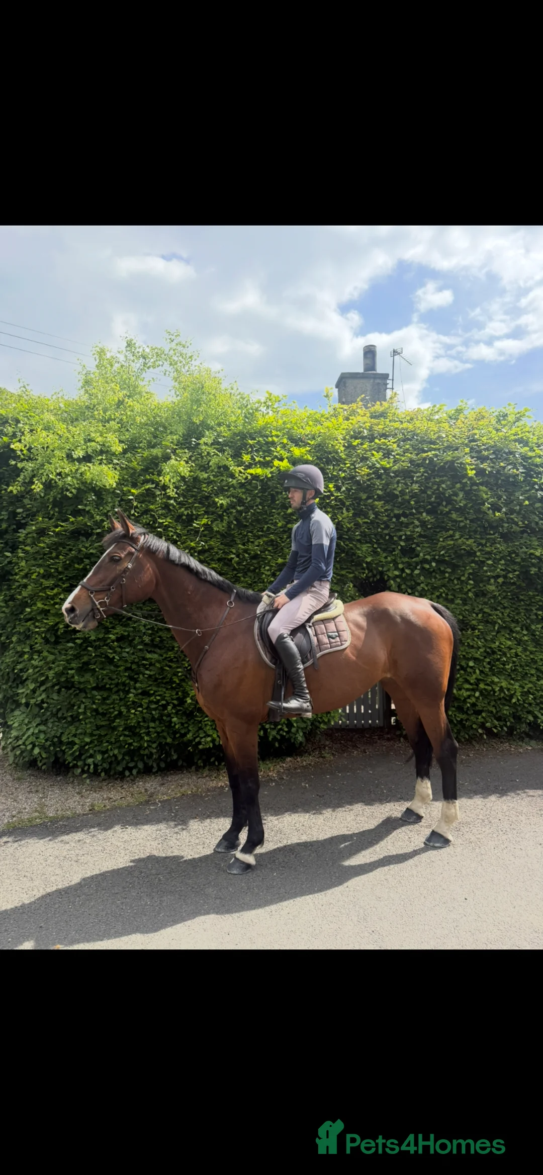 Belgian Warmblood horses for sale: 16.2hh safe mare  - Advert 1