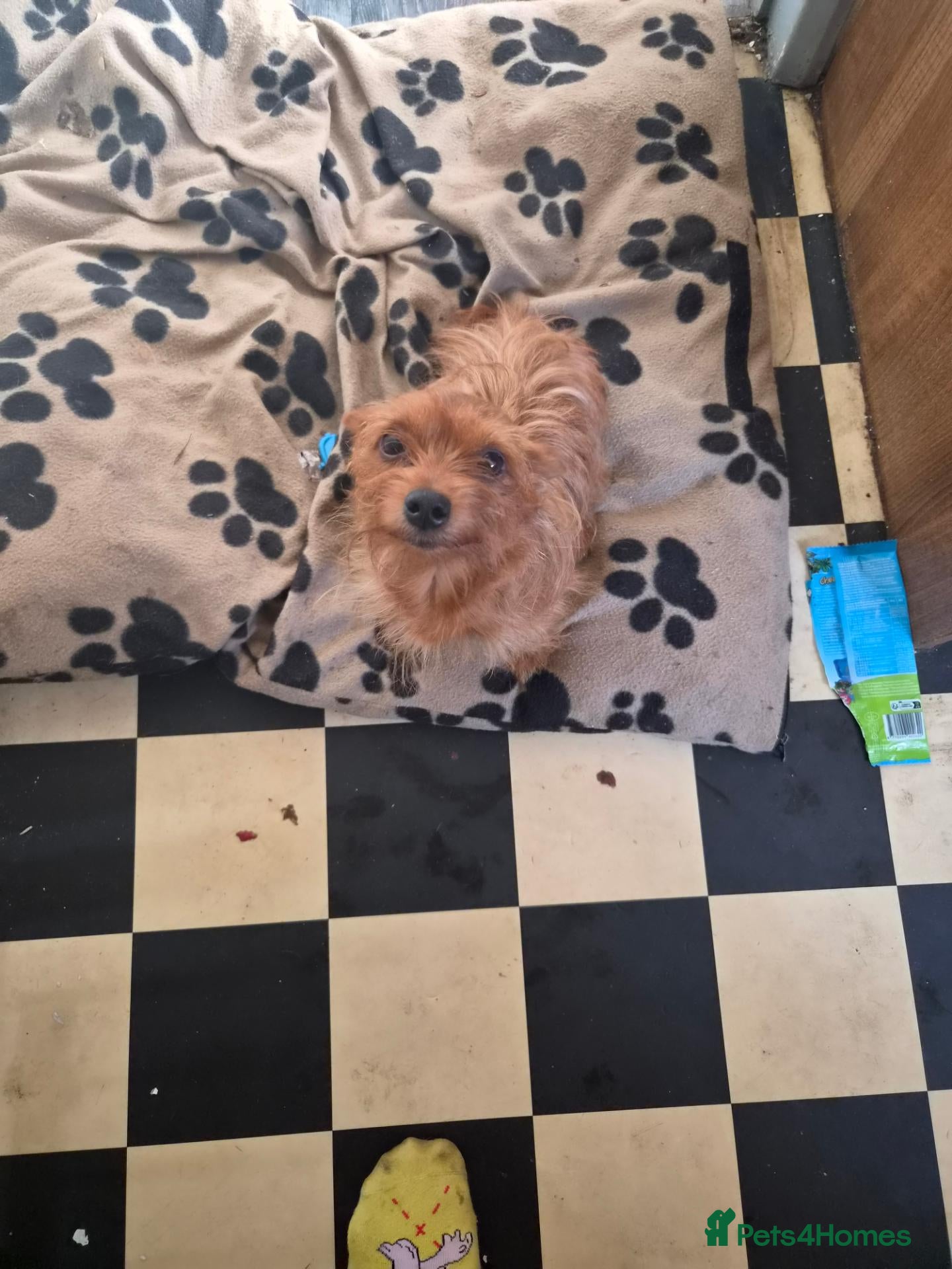 Mixed Breed dogs Dorkie puppys  - Advert 1