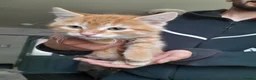 Mixed Breed cats for sale: Beautiful ginger boy - Advert 6