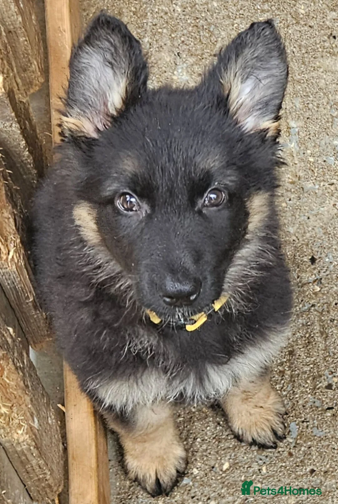 German Shepherd dogs for sale: German Shepherd Puppies for Sale in Sevenoaks - Advert 8