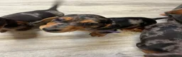 Miniature Dachshund dogs for sale: Beautiful Fully health check mini Dachshund pups - Advert 5