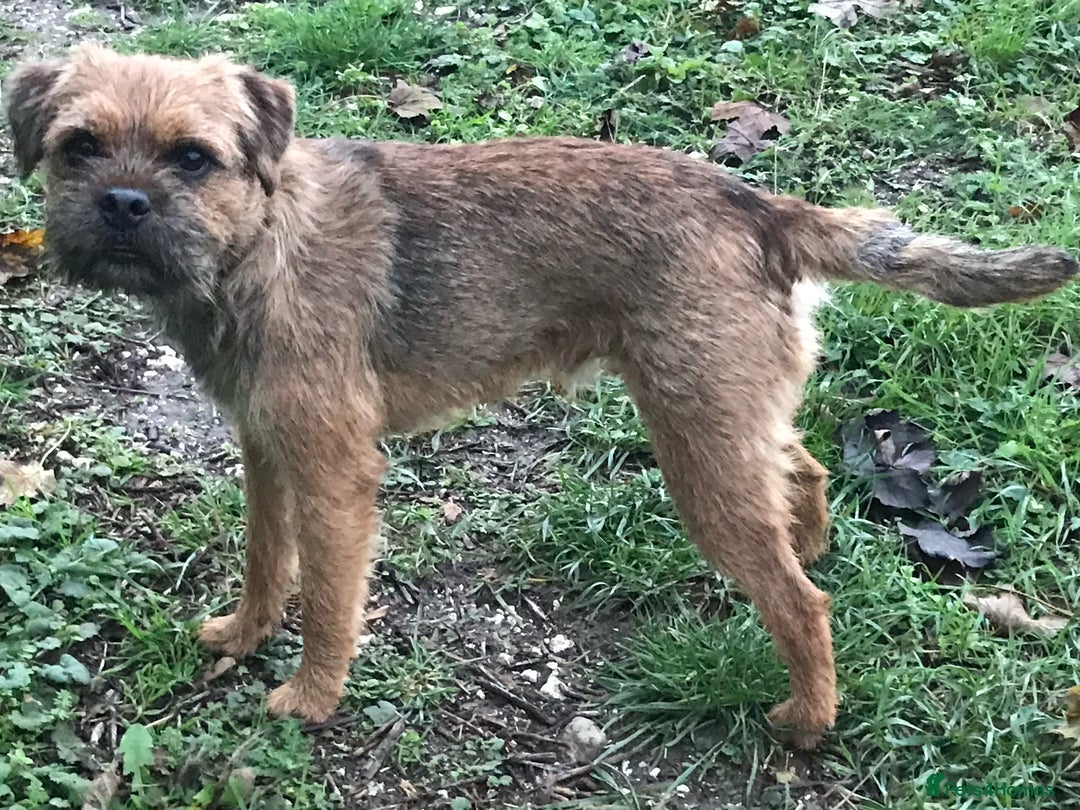 Border Terrier dogs for stud: Gorgeous proven KC Border Terrier at stud in Royston - Advert 1