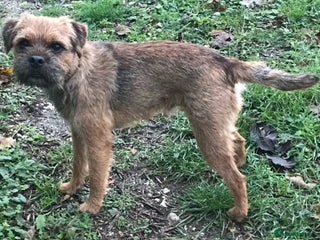 Border Terrier dogs in Royston - Advert 8
