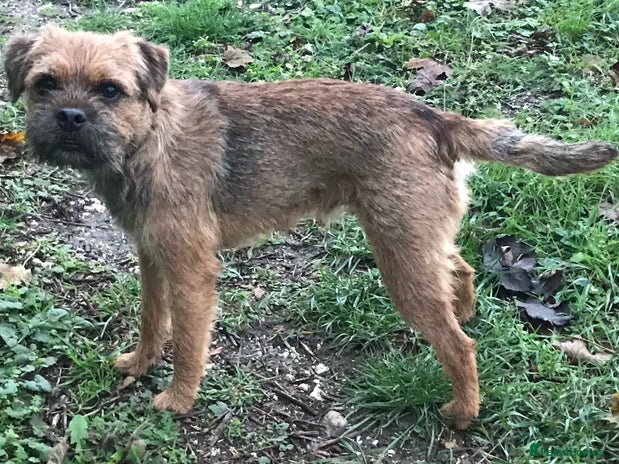 Border Terrier dogs in Royston - Advert 1