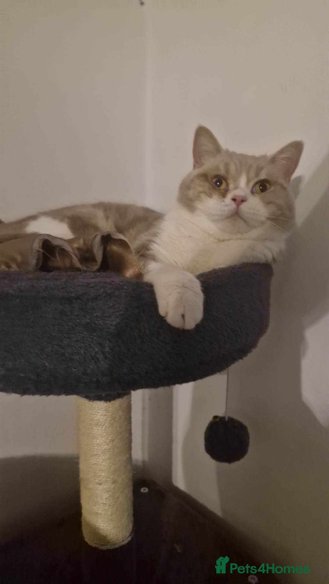 Selkirk Rex cats Absouloutly stunning Tica reg selkirk rex  - Advert 5