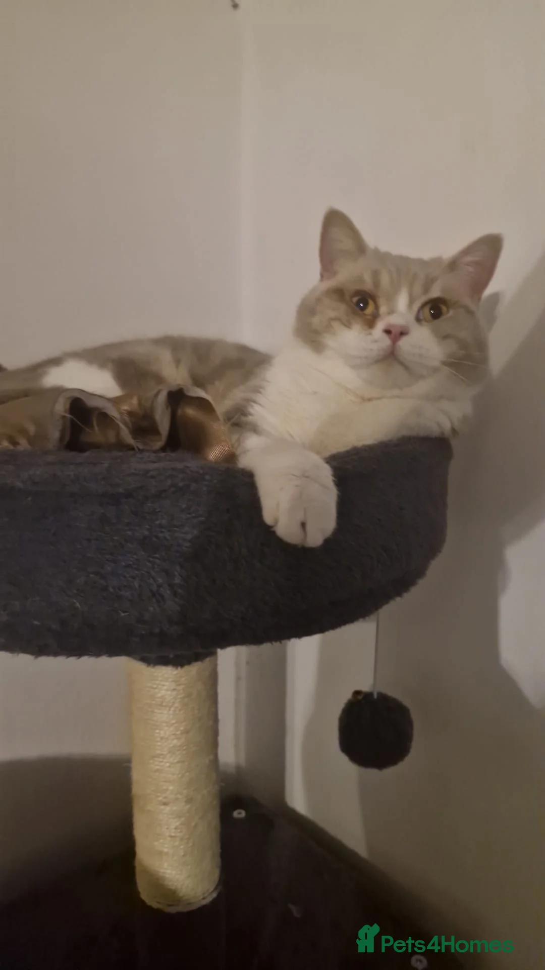 Selkirk Rex cats for sale: Absouloutly stunning Tica reg selkirk rex  - Advert 1