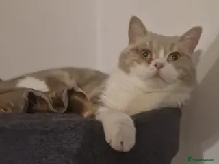 Selkirk Rex cats Absouloutly stunning Tica reg selkirk rex - Advert 2