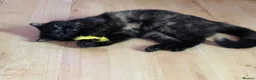 Mixed Breed cats for sale: 8 beautiful ragdoll/persian/domestic babies  - Advert 39