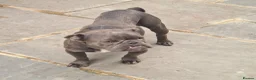 American Bully dogs for sale: Socks & Dolly looking for forever homes - Advert 11