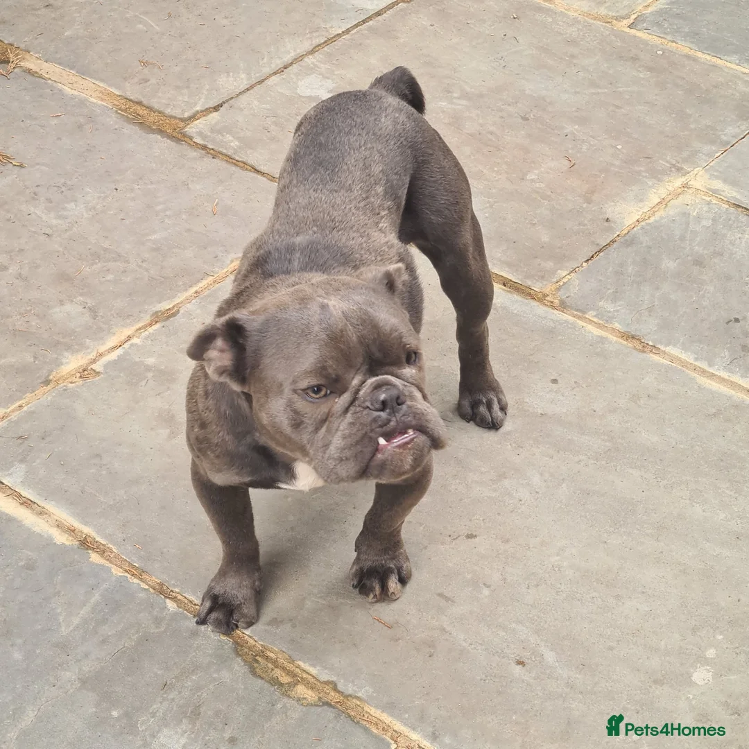 American Bully dogs for sale: Socks & Dolly looking for forever homes - Advert 11