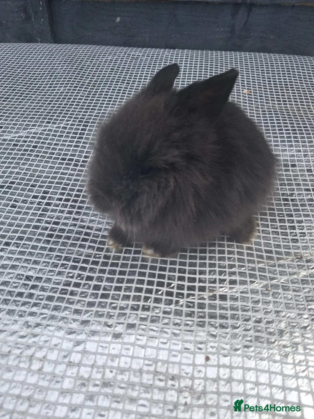 Lionhead rabbits for sale: Lionhead  - Advert 1
